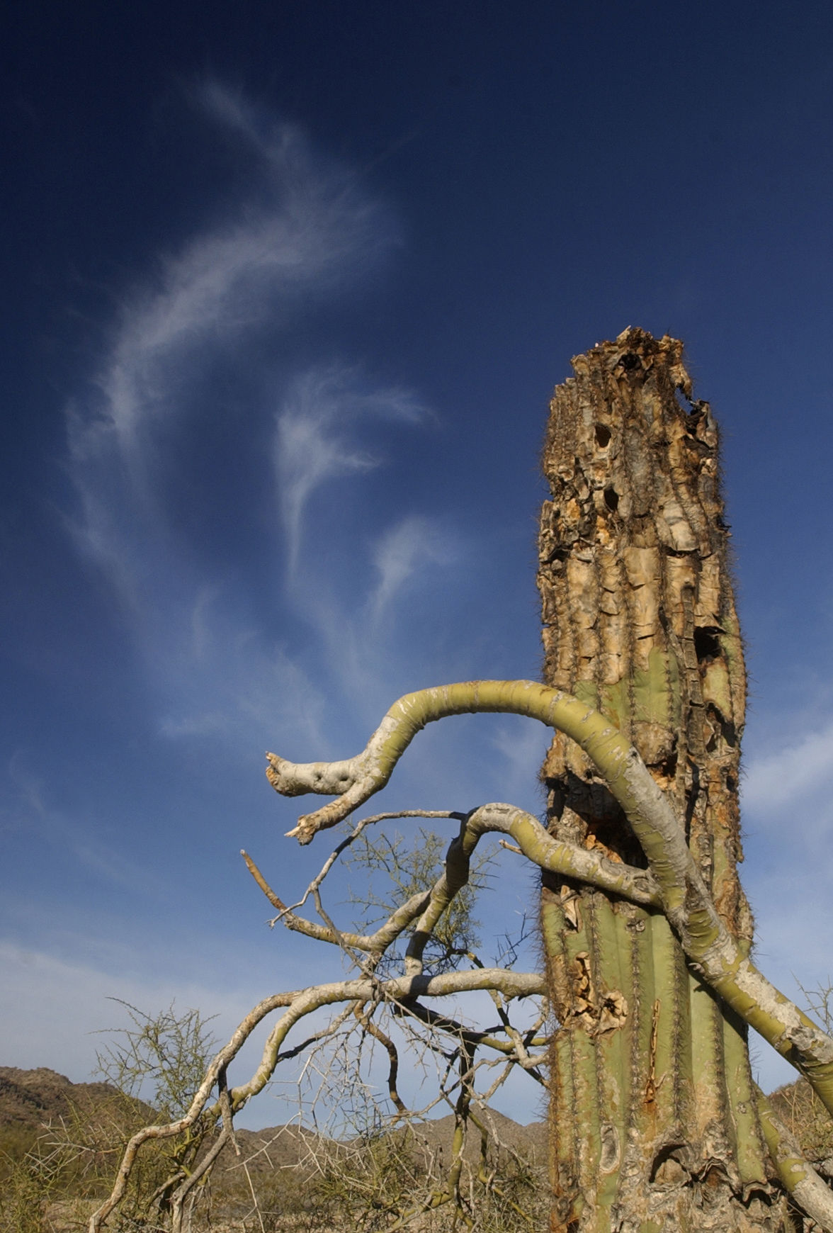 Tucson's quirky saguaros